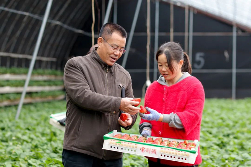 駐二道河村第一書記馬長忠（左）到村辦草莓大棚了解情況。