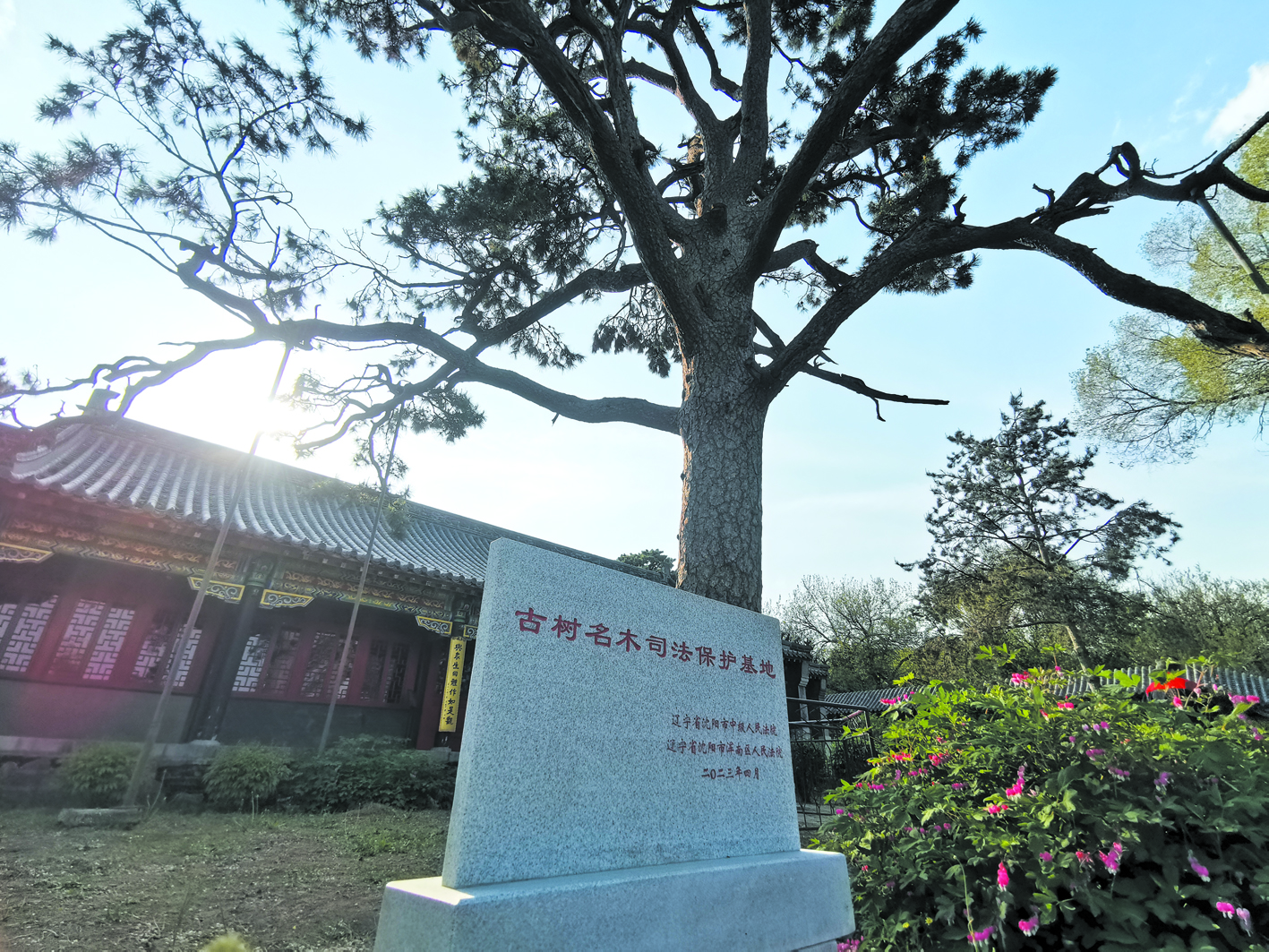 “古樹名木司法保護(hù)基地”石碑立在古松邊。