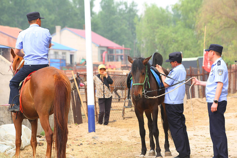 巡邏前，民警為愛馬整理好馬鞍。