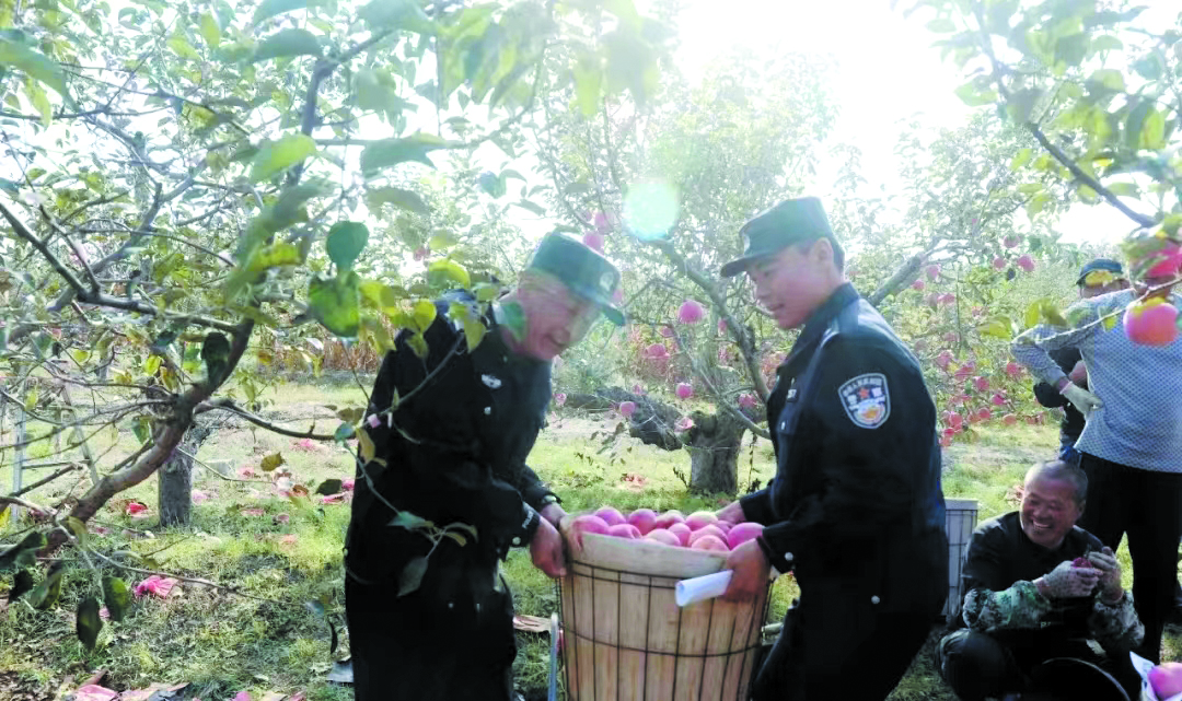 配文1：民警幫果農(nóng)收蘋果